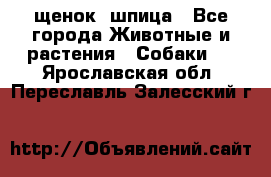 щенок  шпица - Все города Животные и растения » Собаки   . Ярославская обл.,Переславль-Залесский г.